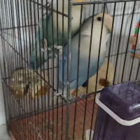 یک جفت طوطی برزیلی بالق جوجه بده و دو تا جوجشون