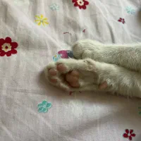 واگذاری گربه نارنجی|گربه|تهران, ائمه اطهار|دیوار