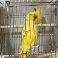 طوطی ملنگو مولد 100% رنگ کمیاب