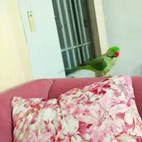 شاه طوطی شاه تخم نر کشیده|پرنده|شاهینشهر, شهرک میلاد|دیوار