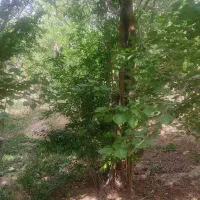 باغ 309متری در اسلامیه فروش فوری|فروش دفتر صنعتی، کشاورزی، تجاری|تفت, |دیوار