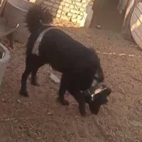 واگزاری نر قدرجونی|سگ|رودشت (اصفهان), |دیوار