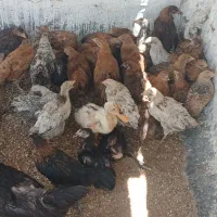 جوجه محلی