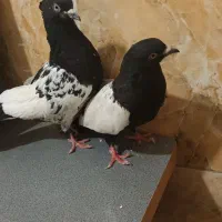 جفت سیندار