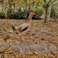 مرغ لاری اصیل