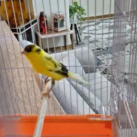 قناری کاملاً سالم|پرنده|تهران, مولوی|دیوار