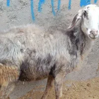2راس گوسفند جوان گوشتی