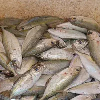 ماهی تلال جاسکی موجوده