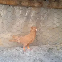 کبوتر رنگی
