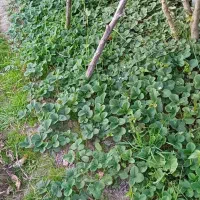 بوته توت فرنگی|گل و گیاه طبیعی|آستانه اشرفیه, |دیوار