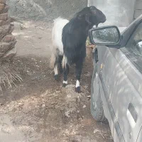 چند راس نری بزرگ فروشی|حیوانات مزرعه|گنبکی, |دیوار