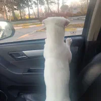 سگ اشپیتز پا کوتاه|سگ|بجنورد, |دیوار