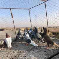 کفتر پرشی|پرنده|مشهد, شهید احمدی روشن|دیوار