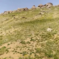 شخم زنی با تیلر