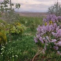 استخدام باغبان