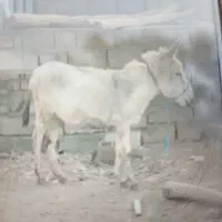 کره خر گله گی اروم فهمیده