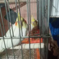 عروس هلندی|پرنده|قنوات, |دیوار