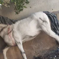 اسب تعزیه و مراسمات