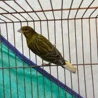 قناری نر|پرنده|رشت, باهنر|دیوار