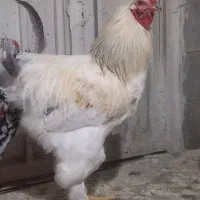 مرغ و خروس فروشی