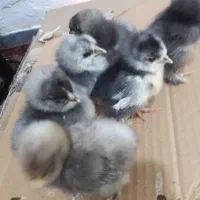 جوجه مرندی کوکو