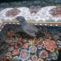 پرنده