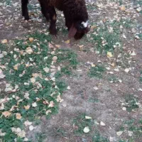 قوچ و توغلی|حیوانات مزرعه|سرعین, |دیوار