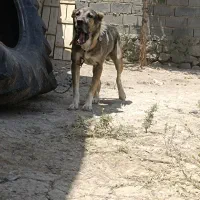 سگ های نگهبانی وو گله  داری|سگ|شیروان (خراسان), |دیوار