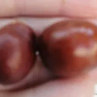 عناب تازه روی درخت|خوردنی و آشامیدنی|مشهد, موسوی قوچانی|دیوار