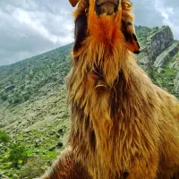 قوچ نژاد بختیاری میش رون و اصیل به شرط