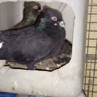 کبوتر،رنگی،جفتگاه