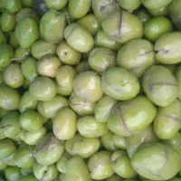 زیتون شکسته امساله