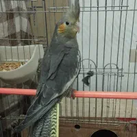 عروس هلندی ماده
