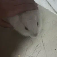 خرگوش خانگی بازی گوش