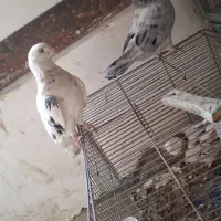جوان خوب  جفت نخورد