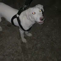 سگ گم شده|حیوانات|اهواز, شهرک اکباتان|دیوار