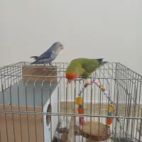 طوطی برزیلی|پرنده|گلستان (تهران), |دیوار