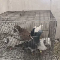 کفتر پرشی