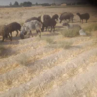 فروش میش وبره|حیوانات مزرعه|جوادآباد, |دیوار