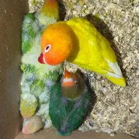 جوجه طوطی برزیلی سرلاکی و دون خور