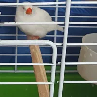 پرنده|پرنده|ابهر, |دیوار