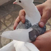 ماده گرده دار