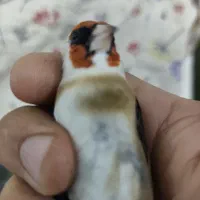 نر چونه سفید گردن کلفت|پرنده|تهران, شهرک شریفی|دیوار