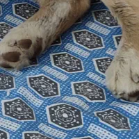 سگ پیدا شده