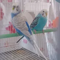 مرغ عشق جفت خوش رنگ