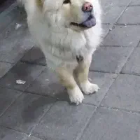 چاو چاو|سگ|واجارگاه, |دیوار