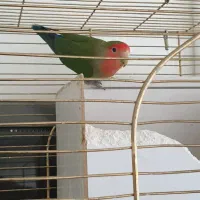 طوطی بازیگوش