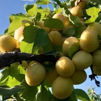 باغ و خانه باغ قلیان