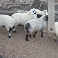 فروش ۴۰راس شیشک|حیوانات مزرعه|خرم بید, |دیوار