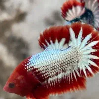 ماهی فایتر بلک مامبا.هل بوی.اف سی سی .هافمن|ماهی|زاهدان, |دیوار